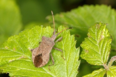 Coreus marginatus