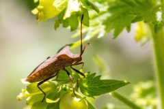 Coreus marginatus