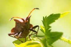 Coreus marginatus