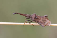 Coriomeris denticulatus