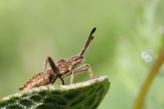Coriomeris denticulatus