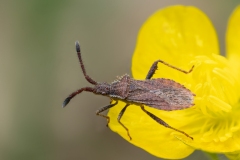 Coriomeris denticulatus