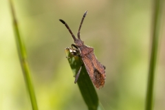 Coriomeris denticulatus