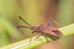 Coriomeris denticulatus
