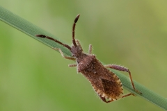 Coriomeris hirticornis