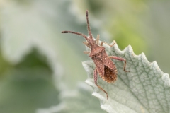 Coriomeris hirticornis