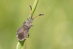 Enoplops scapha