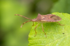 Gonocerus acuteangulatus