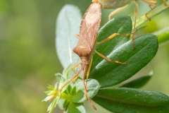 Gonocerus acuteangulatus