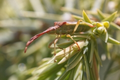 Gonocerus juniperi