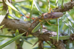 Gonocerus juniperi