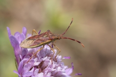 Gonocerus juniperi