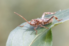 Leptoglossus occidentalis