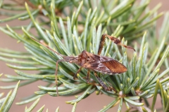 Leptoglossus occidentalis