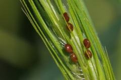 Coreidae