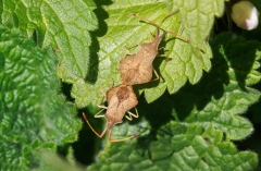 Syromastus rhombeus