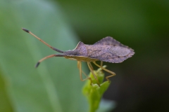 Syromastus rhombeus