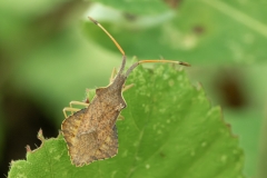 Syromastus rhombeus