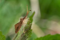 Syromastus rhombeus