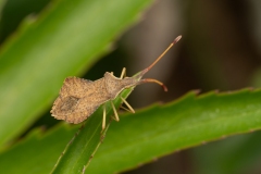 Syromastus rhombeus