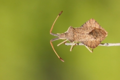 Syromastus rhombeus