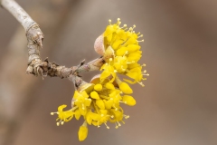 Cornus mas