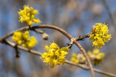Cornus mas
