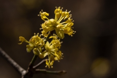 Cornus mas