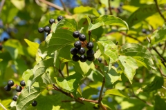 Cornus sanguinea