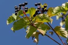 Cornus sanguinea