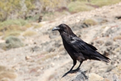 Corvus corax canariensis