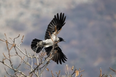 Corvus cornix