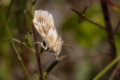 Cynaeda dentalis