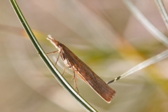 Pediasia contaminella