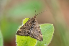 Pyrausta despicata