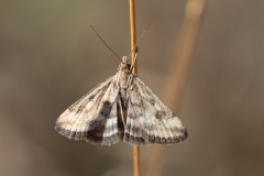 Pyrausta despicata