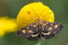 Pyrausta purpuralis