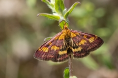 Pyrausta purpuralis