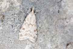 Scoparia italica