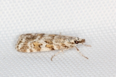 Scoparia pyralella