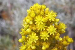Aeonium canariense