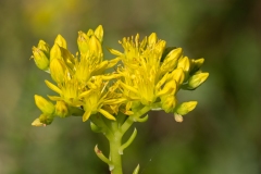 Petrosedum montanum