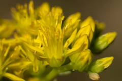 Petrosedum montanum