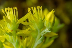 Petrosedum rupestre