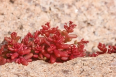 Sedum caeruleum
