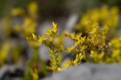 Sedum sexangulare
