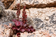 Umbilicus rupestris