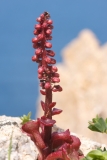 Umbilicus rupestris
