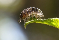 Armadillidium vulgare