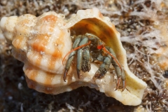Clibanarius erythropus